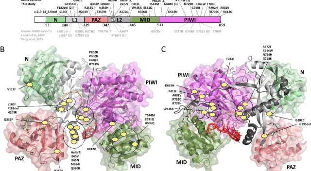 Figure 1, Positions of newly identified AGO2 variants. Tibbe et al. Genome Medicine 2026