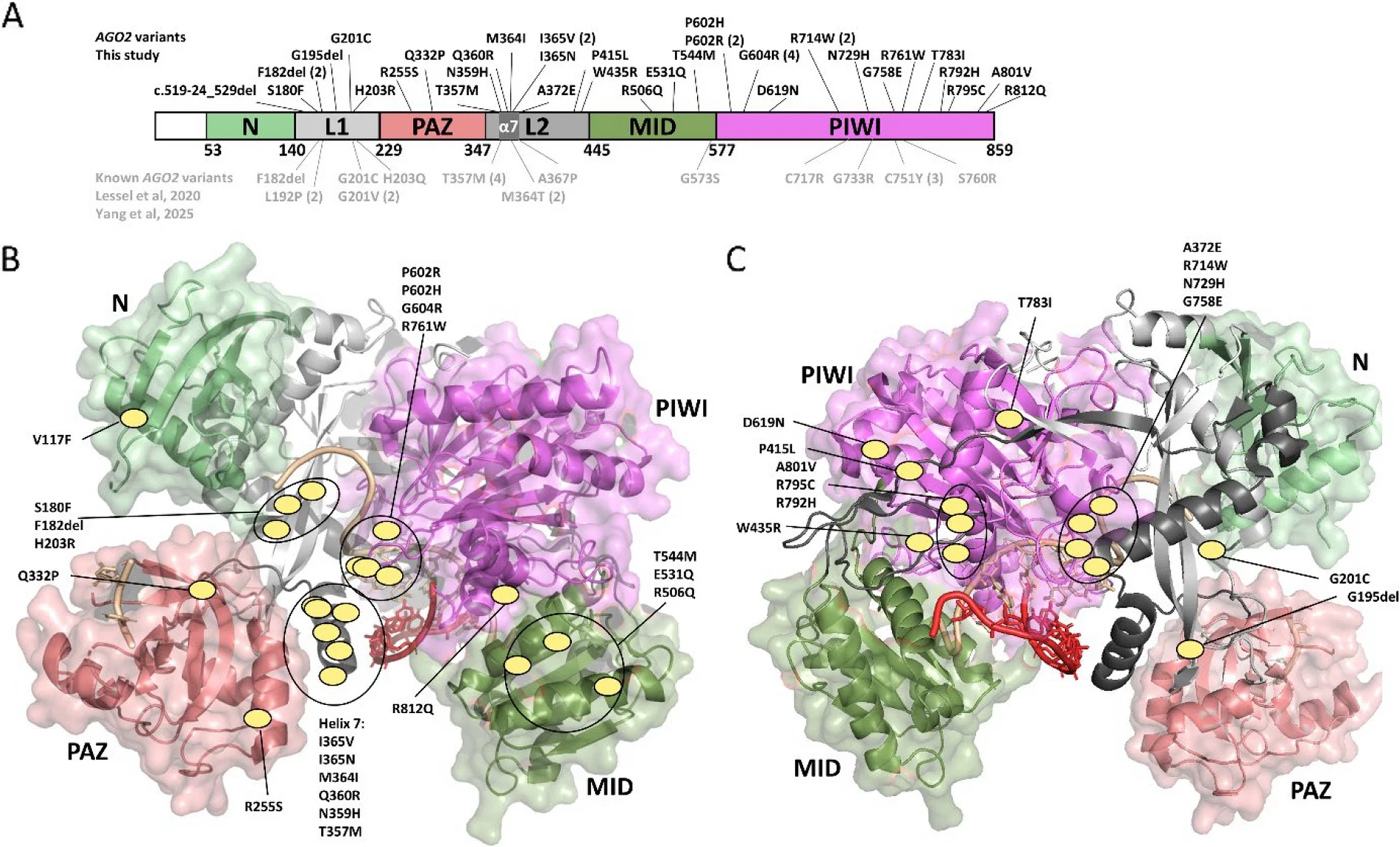 Figure 1, Positions of newly identified AGO2 variants. Tibbe et al. Genome Medicine 2026