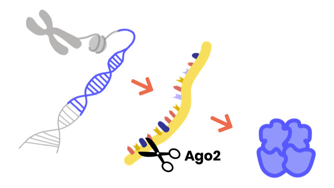 AGO1/2通过破坏其目标RNA来抑制其他基因的表达。