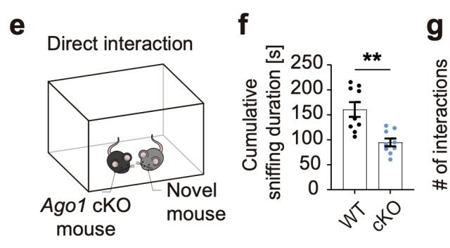 Do et al. BioRxiv. AGO1 KO mice spent less time sniffing