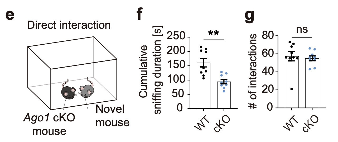 Do et al. BioRxiv. AGO1 KO mice spent less time sniffing