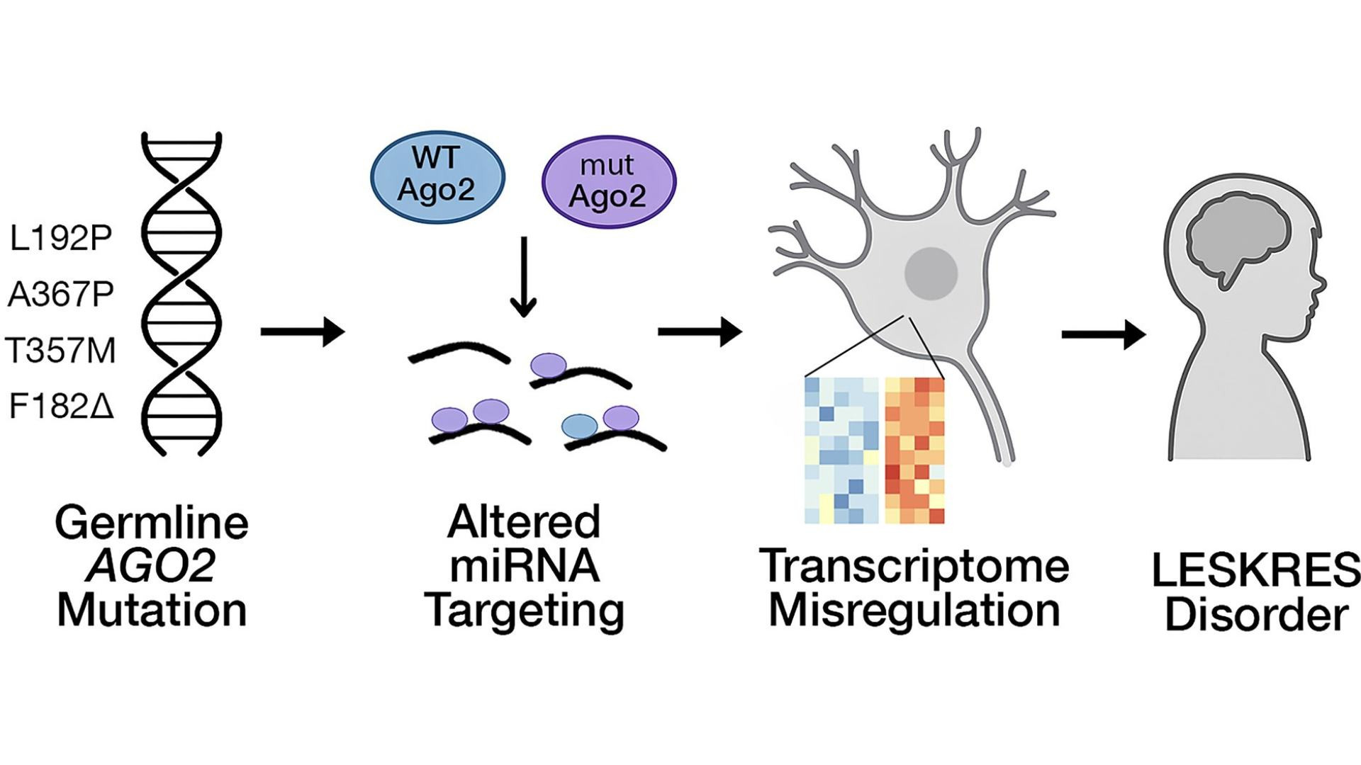 Altered interactions underlie AGO2-associated Lessel–Kreienkamp syndrome. Liu et al., Nucleic Acids Research 2025
