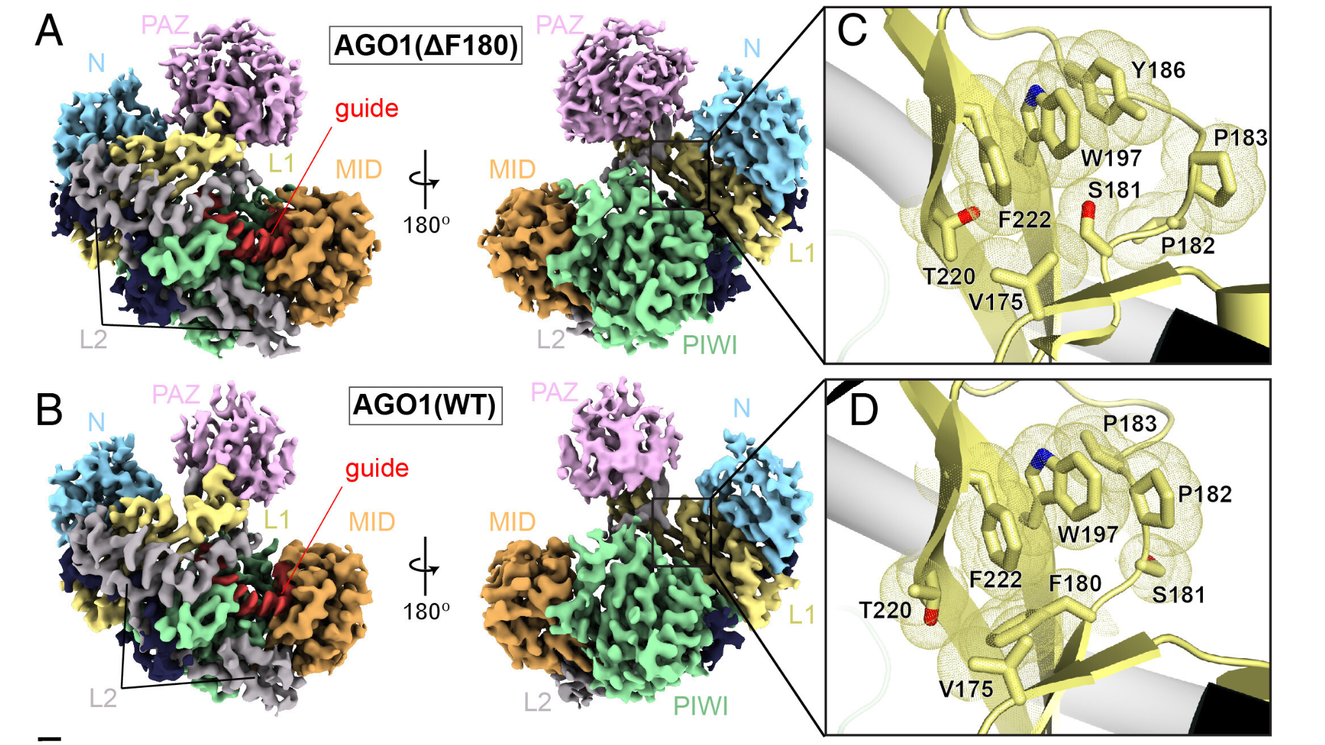 Fig. 1A-D: AGO1(ΔF180) retains the ability to form functionally mature RISCs. Savidge et al. PNAS 2025