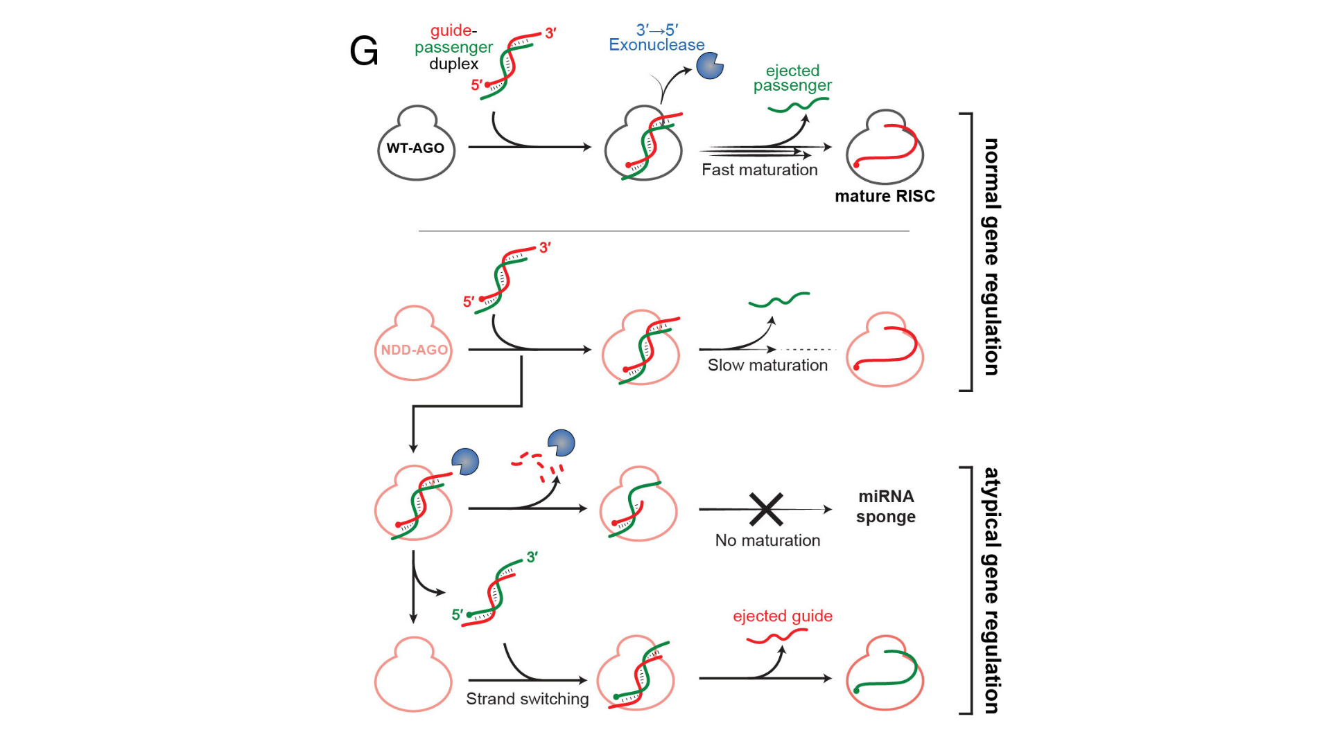 Fig. 2G: Schematic of RISC assembly model of AGO syndrome mutants leading to shortened guide RNAs. Savidge et al., PNAS 2025