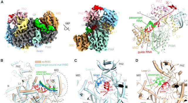 Fig. 4A: Model of RISC. Zhang et al. Mol Cell 2026