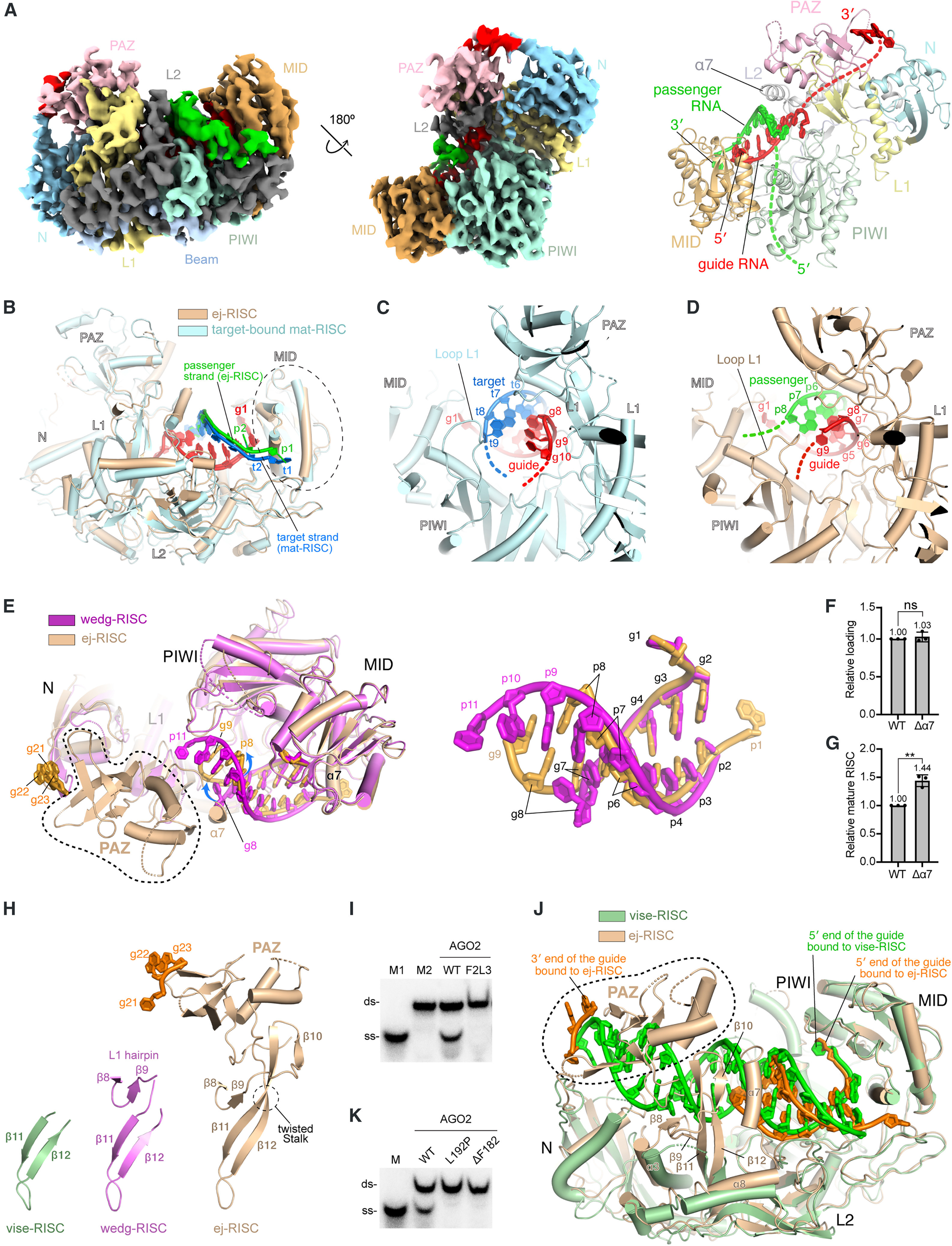 Fig. 4A: Model of RISC. Zhang et al. Mol Cell 2026